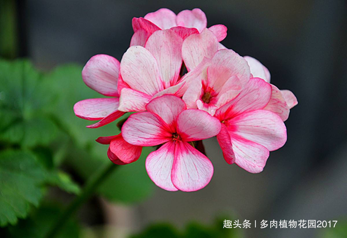 主枝|秋天给天竺葵剪几刀,来年开花更多