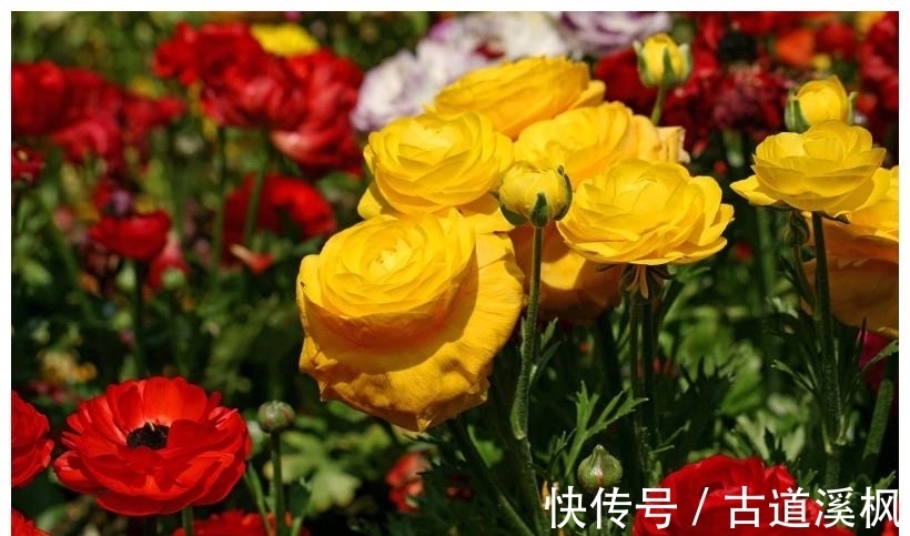 双子座|9月,转角遇旧爱的4大星座,偶遇真爱,再次牵手,人生幸福!