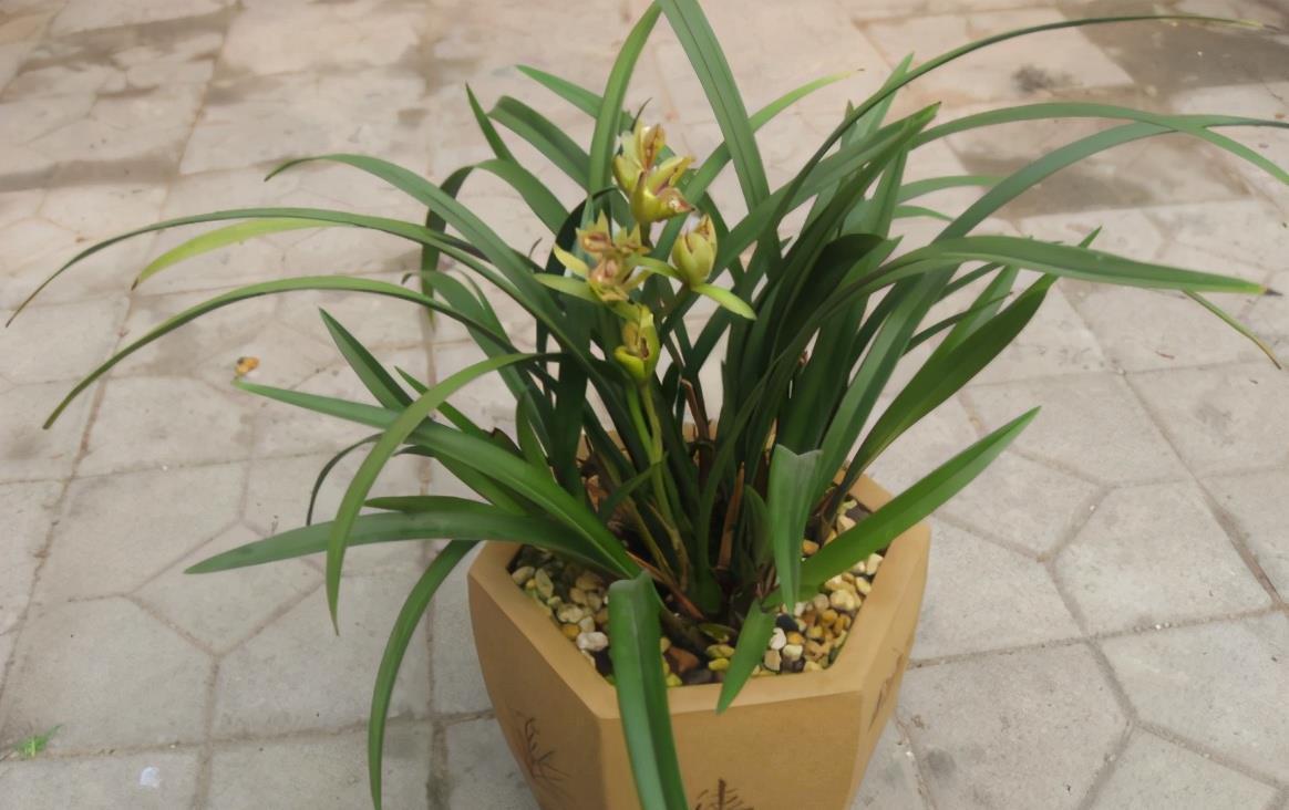 花友|养兰花,怎么让植株不烂芽、招虫生病?