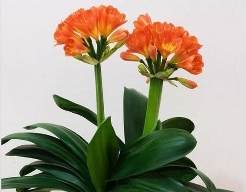 往君子兰花盆里丢一点这个,叶子又绿又亮,一年开花两次