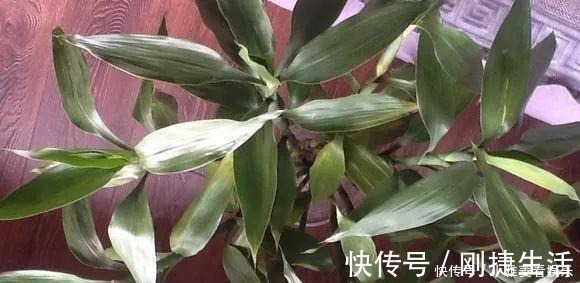 养花|家里“过期”小药片,养花是个宝,丢在盆里,比生根水还管用!