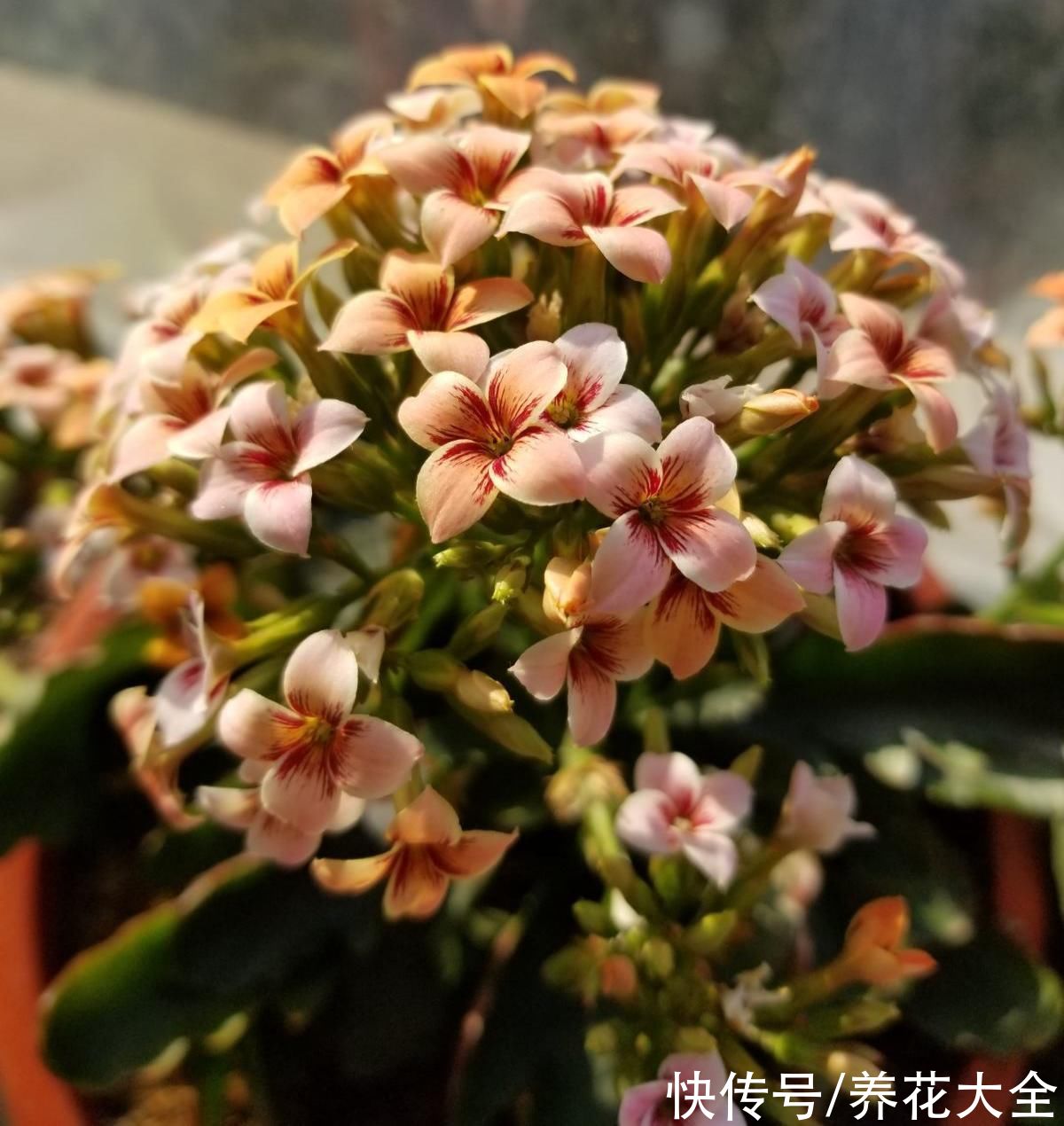 花瓣|秋天逛花市,看到5种花放心购买,秋天正是开花好时机