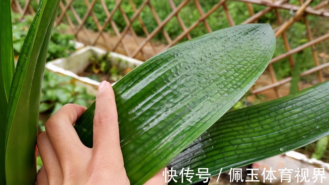透气性|想要君子兰一花多箭，现在就得做好养护，背熟5句话，用上就管事