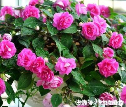 木槿|这三种花最适合养在窗台上,好看又耐活,开成花帘美极了