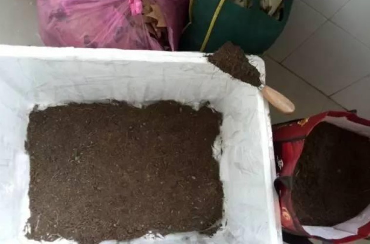 泡沫箱别丢!掰一块扦插养花,省钱实用,用途极广