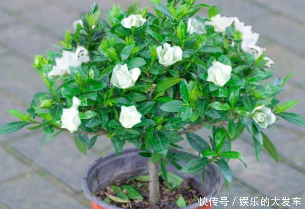 花朵|此花,花朵洁白清新,芳香四溢,象征着对爱情一生的守候