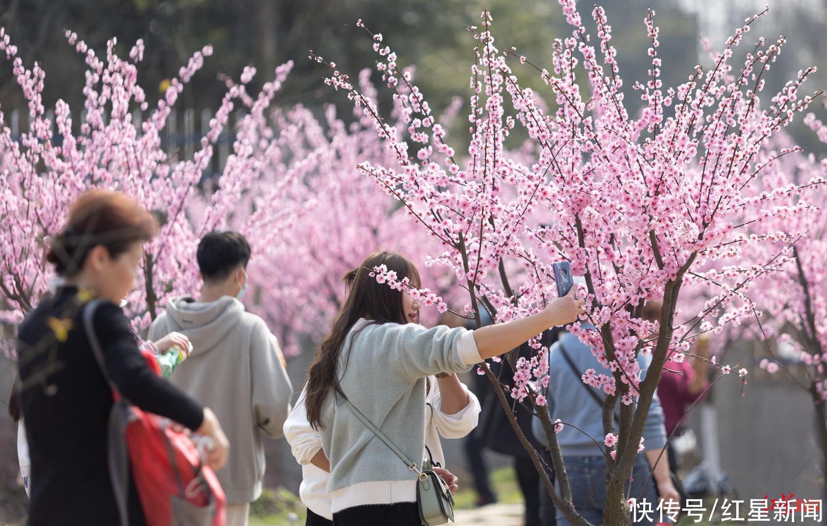 问花村为什么这么“火”？赏花热背后：生态“颜值”变经济“产值”