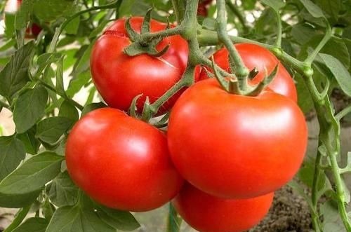 结节|甲状腺的“知音”找到了，并非西红柿，你若爱吃，结节或慢慢变小