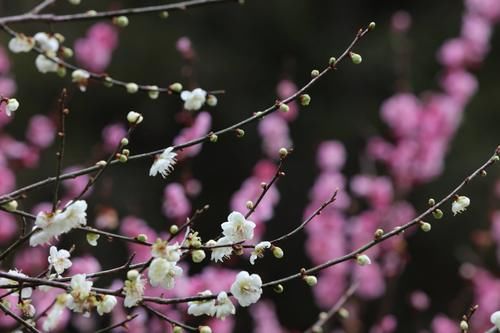 潼南|赏梅黄石寨,踏春正当时