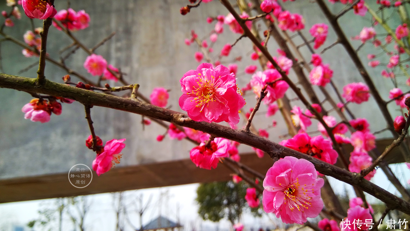 拾起地上的花瓣,仿佛拾起的初春的热情