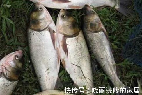 鲫鱼|家喻户晓的“四大家鱼”也有人能答错？这四种鱼才是，别再搞错了