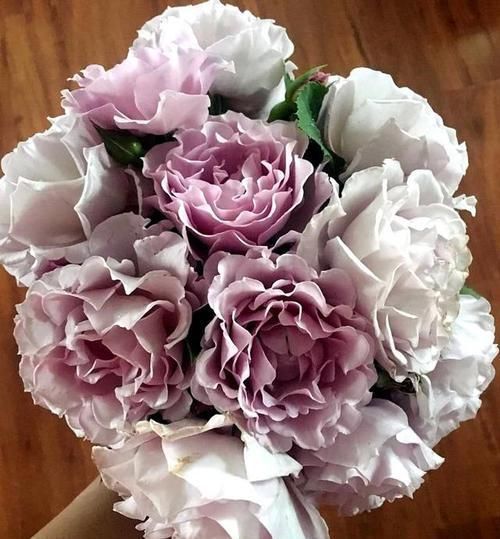 花苞|这个花一开就是300天,一笋能长20个花苞,种一棵四季有花赏!