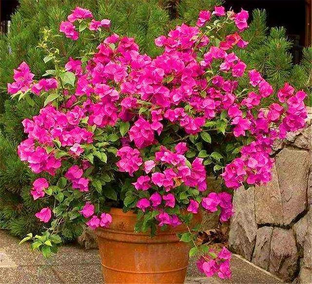 修剪|6月养三角梅,做好“4个多”,爆炸式开花,只见花朵不见叶