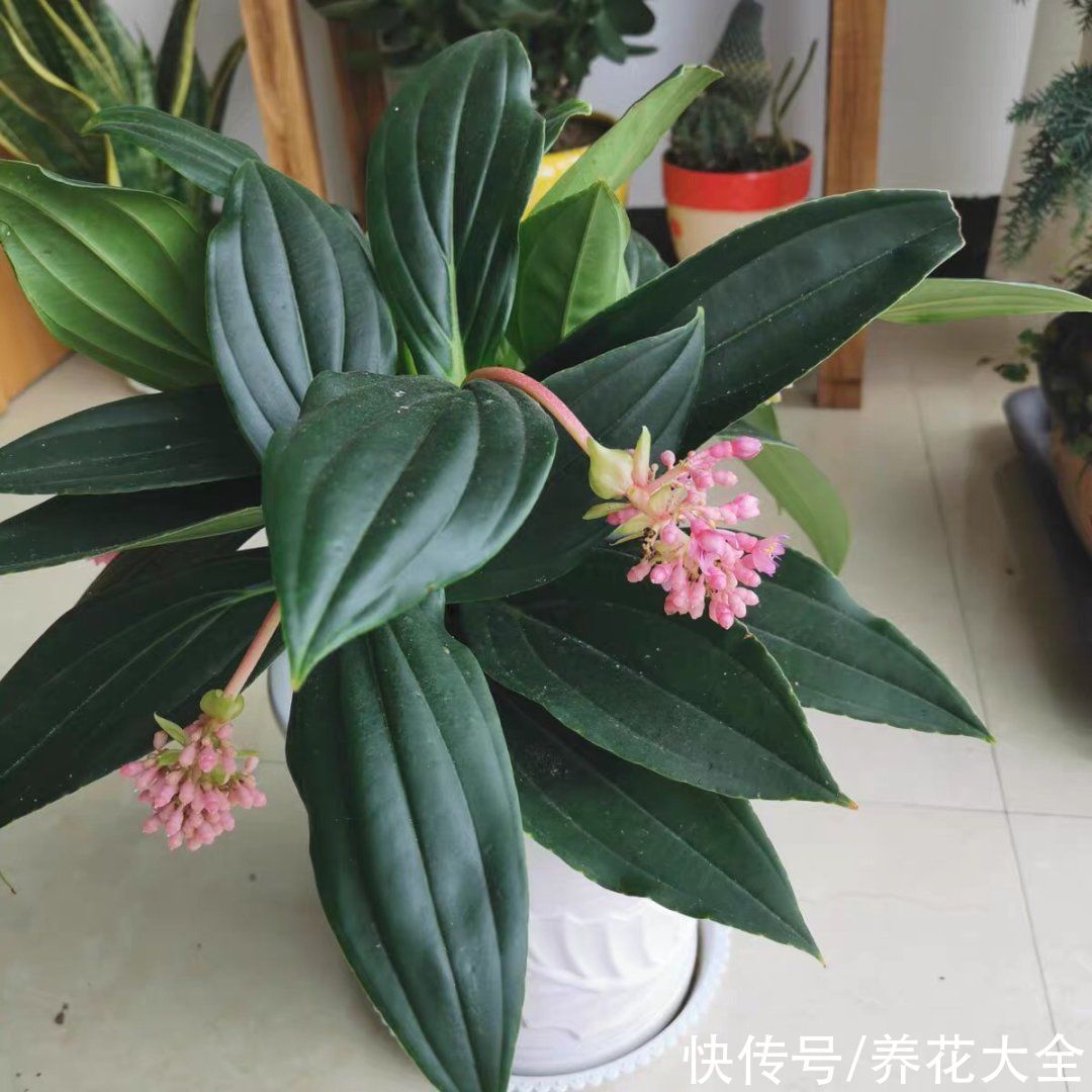 贵花|8种贵花,一盆好几百,有钱了一定要买一盆