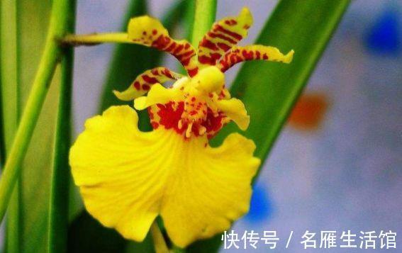 农历2月14日是什么日