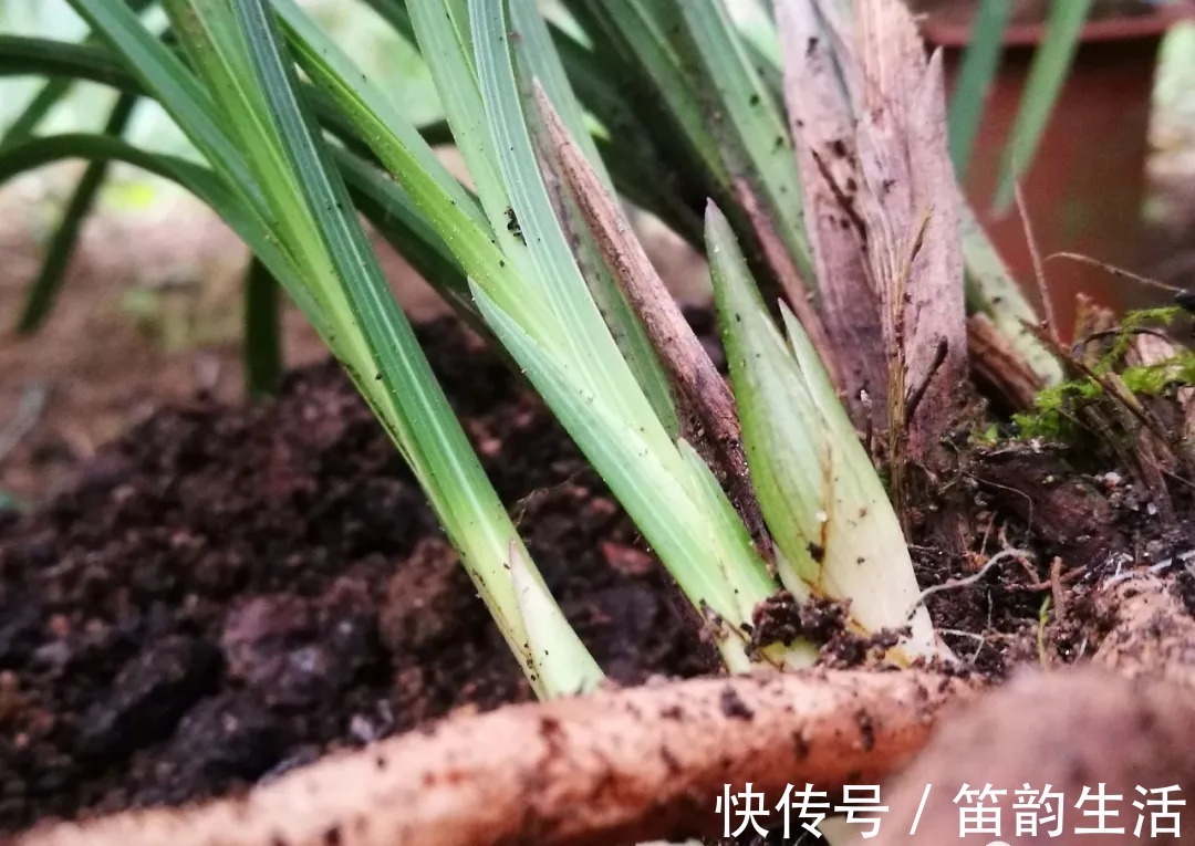 孕蕾|夏天太热,养兰花如果犯一个错,可能导致难孕蕾、不开花