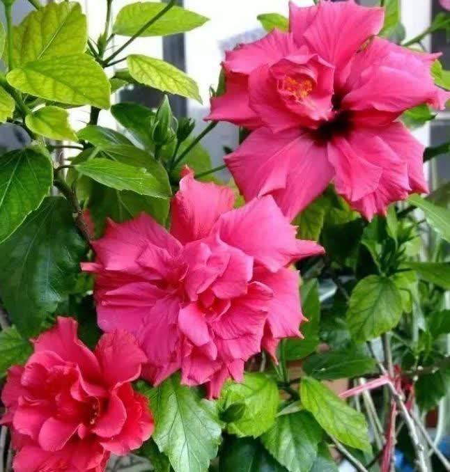 超好养的4种花,越不浇水越爆盆,寓意吉祥人人爱,家里养真适合