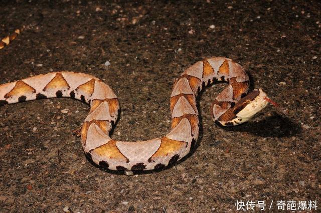 中国十大毒蛇之一的尖吻蝮,又叫五步蛇,非洲平头哥不敢惹他