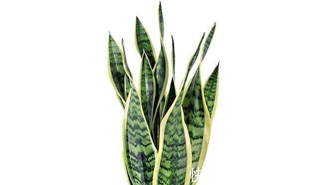 养花|给虎皮兰和君子兰加点零食,比施肥长得好,常年长势茂盛