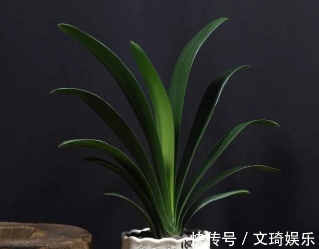 花盆|3个给“君子兰”换盆的小技巧,不伤根、服盆快,叶子厚又亮!