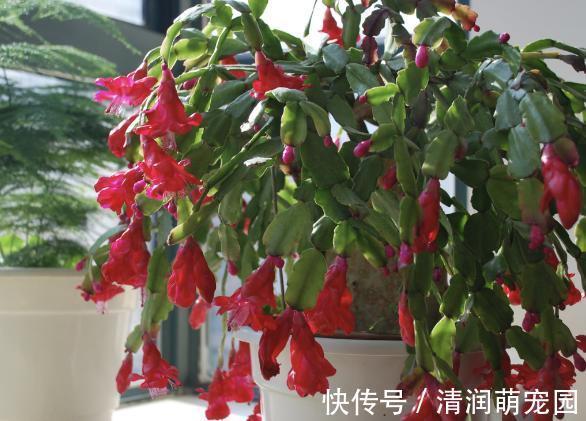 花友们|养殖蟹爪兰,做好4点,冬日开花叶子比花多