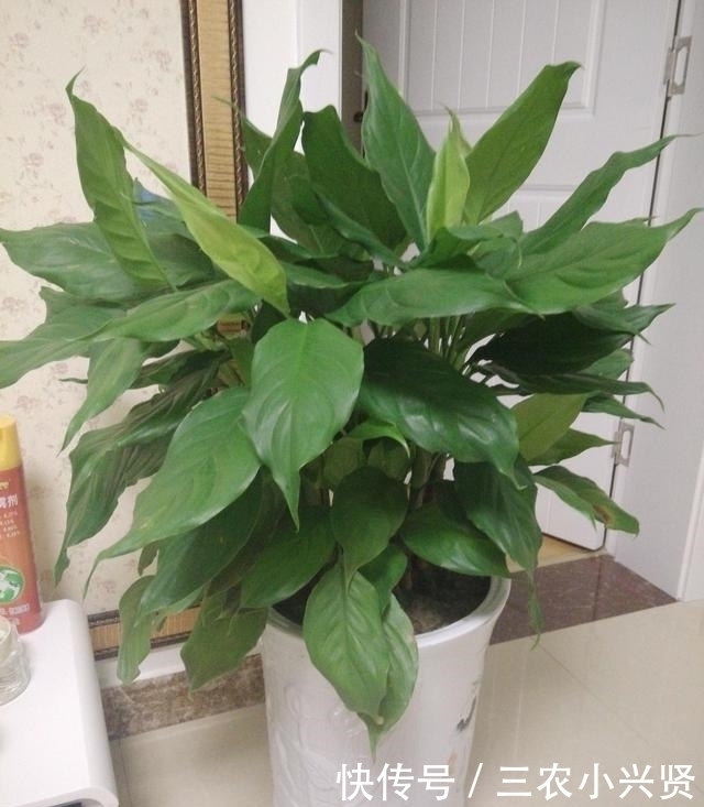 缺水|看好了, 就是这五种花! 越浇越爆盆, 一缺水马上就蔫了, 你家有吗