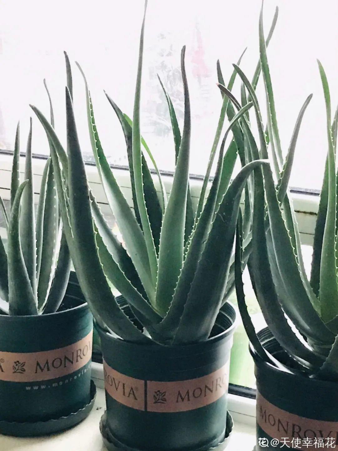 龟背竹是“吸废气”高手,家里放一盆,门窗紧闭也能空气清新!