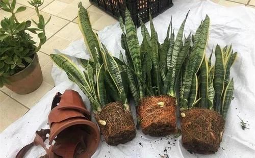 虎皮兰不冒芽?扒开土瞅一瞅,小芽一个个,长了一大盆