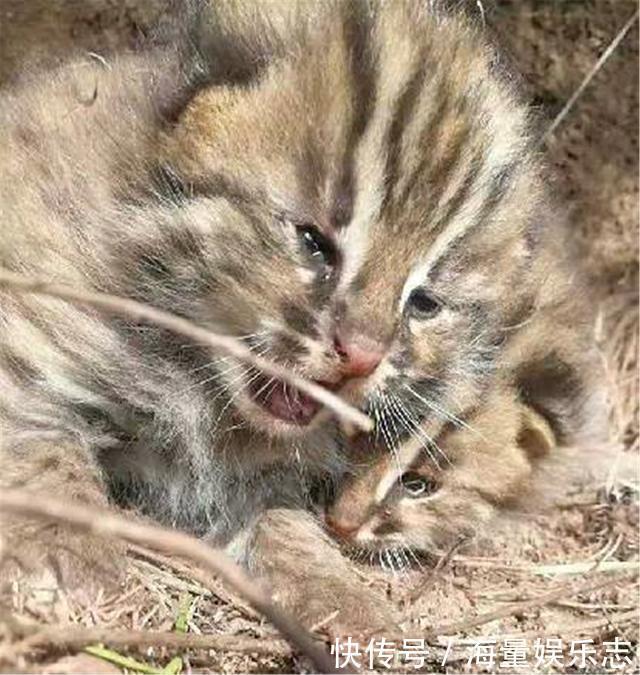 六盘山发现华北豹，不是公路旁遛娃盯着车看，就是泉水边猎食狍子