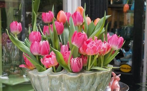 消毒杀菌|用小苏打养花,竟有这么神奇的功效,让花卉植物长不停!