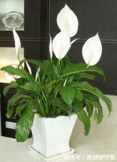 叶片|8种“喜水花”，不怕浇死了，越浇水长得越旺，手不勤养不活