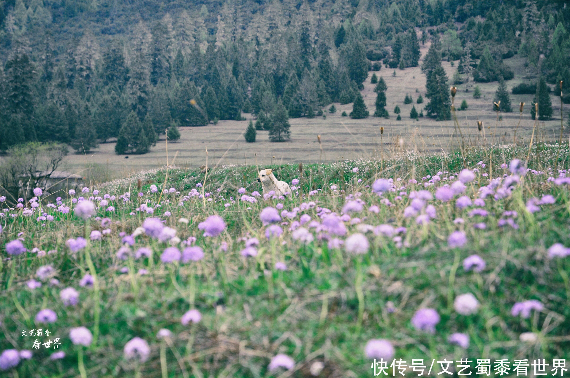 在川藏线上有一个仙境一样的村庄，鲁朗扎西岗村，去过的人并不多