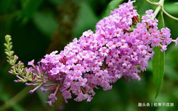 喜欢养花,就养这几款,比吊兰还好养,烂漫迷人又可爱