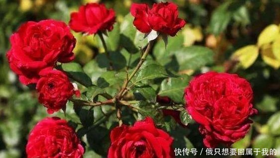 新手养花,不如养盆花中精品“国度的天使”,滚滚欲动,奇香四溢