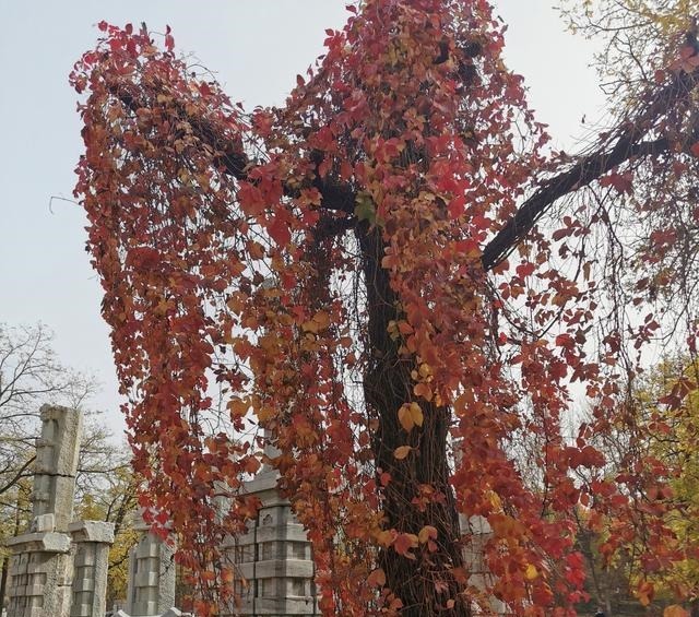 万历|万历帝与游圆明园的你,果然人生自由最可爱