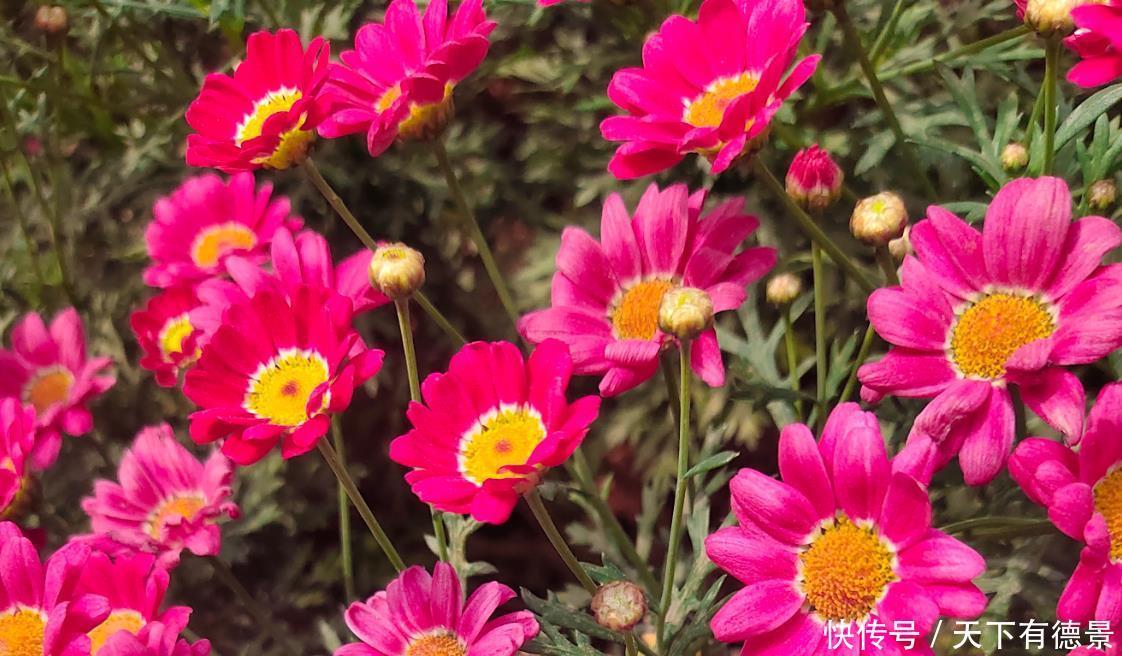 阳台养花学会“组合”，开花就像接力赛，这盆开完那盆开