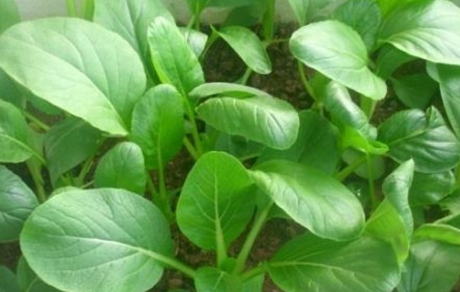 养花不如种菜,一把种子撒土里,10天就能吃,一年不用买菜!