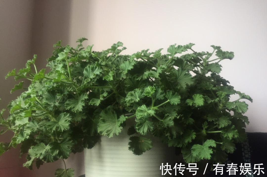 玛格丽特|现在养花要重剪,剃光头,撸光叶,越狠越爆盆