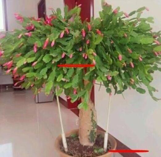 蟹爪兰|蟹爪兰与2种植物“天生一对”,嫁接6层塔,一次开花200朵