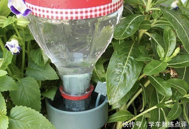 茉莉花、太阳花开花少，“2勺它”浇盆里，17天冒出“花骨朵”！