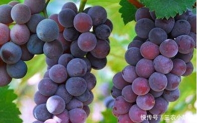 葡萄|种植优质葡萄的四项条件,轻松易掌握,收获好看又好吃的葡萄来!