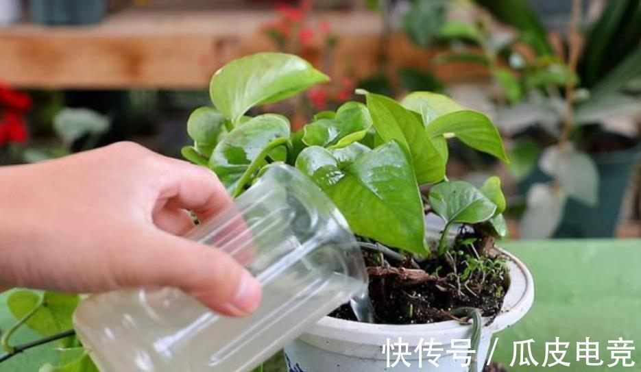 养花常见的5个误区，难怪花花养一盆死一盆，你中了几招？