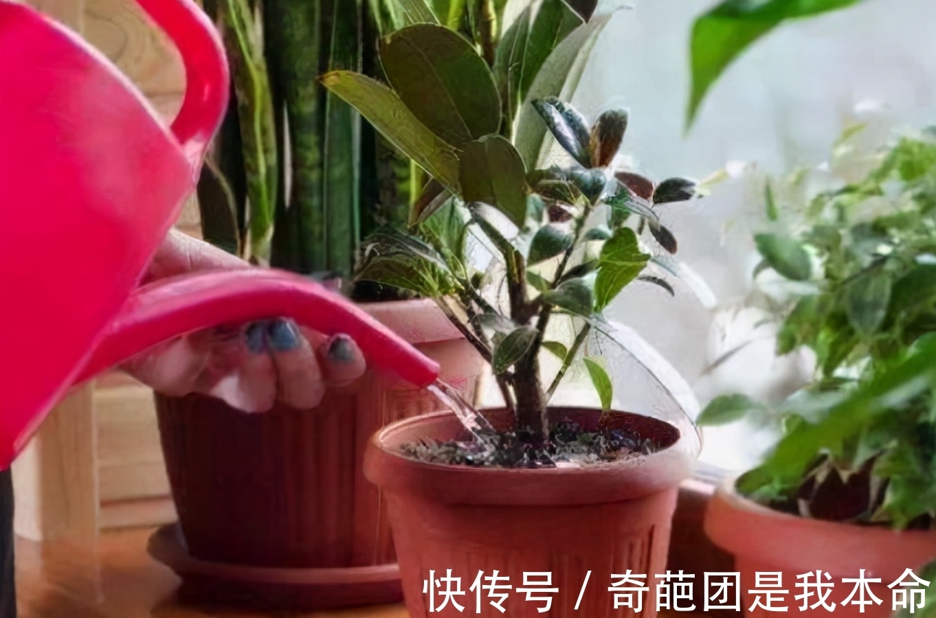 养花先养根,冬天并不需要根长的多快,而是要保证根不受损