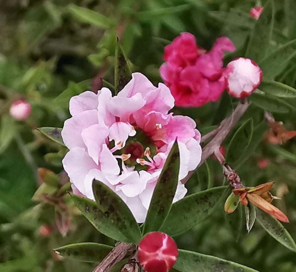  稀罕|松红梅您养过吗？花型精致，一花多色，年宵花里的“稀罕货”