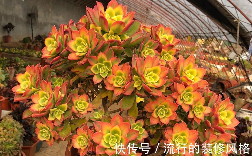 修剪|多肉艳日辉,看着不起眼,但做好这些却能轻松养成老桩