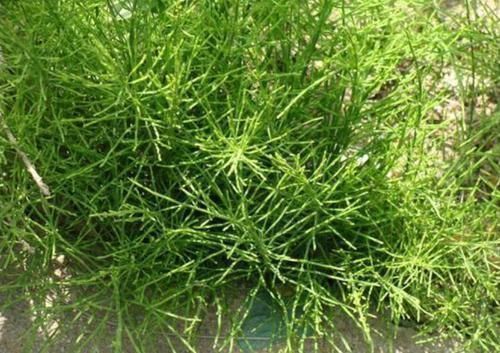 全球最“贪财”的植物,天然的黄金探测仪,可惜很多人却不知道