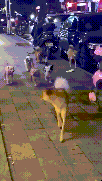 |搞笑GIF趣图:跟老婆说腰有点疼,第二天找来老丈人做了一大锅菜