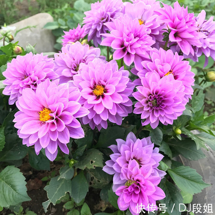 5种花美的出奇,有阳光就爆盆,30天不管,开花依旧爆满盆