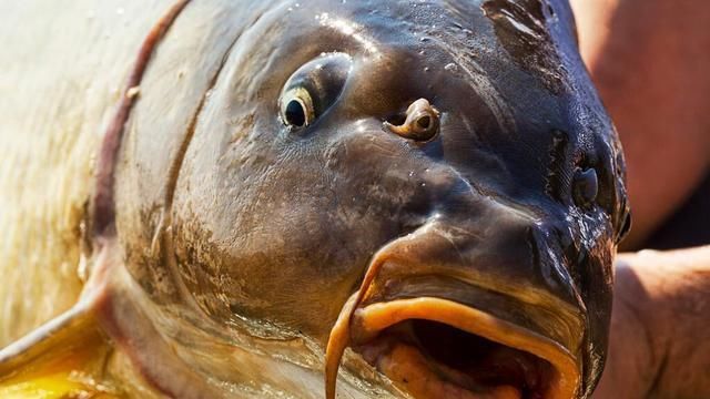 饵料|鲤鱼如此狡猾,垂钓时的几个细节不能忽略!