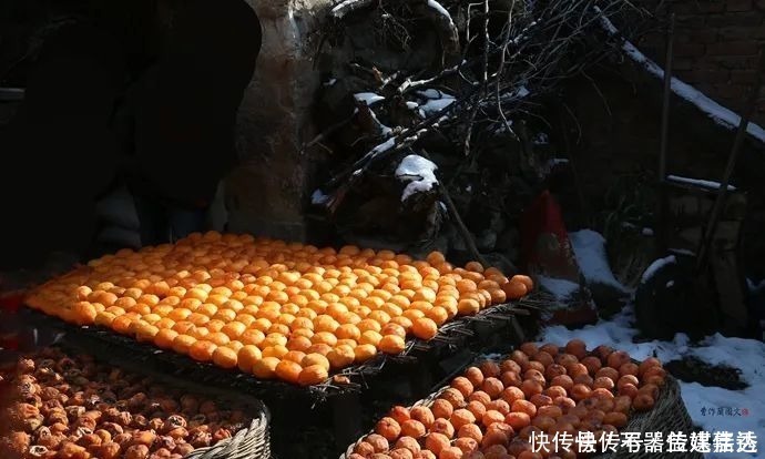 柿饼|一方水土：这条沟的柿子一直不摘，雪打红柿特别美